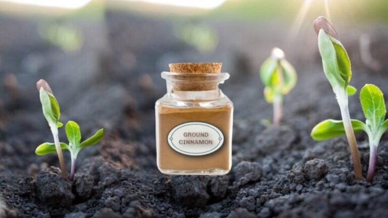 Skořice jako přírodní fungicid: starý babský trik, kterým pěstitelé živí země