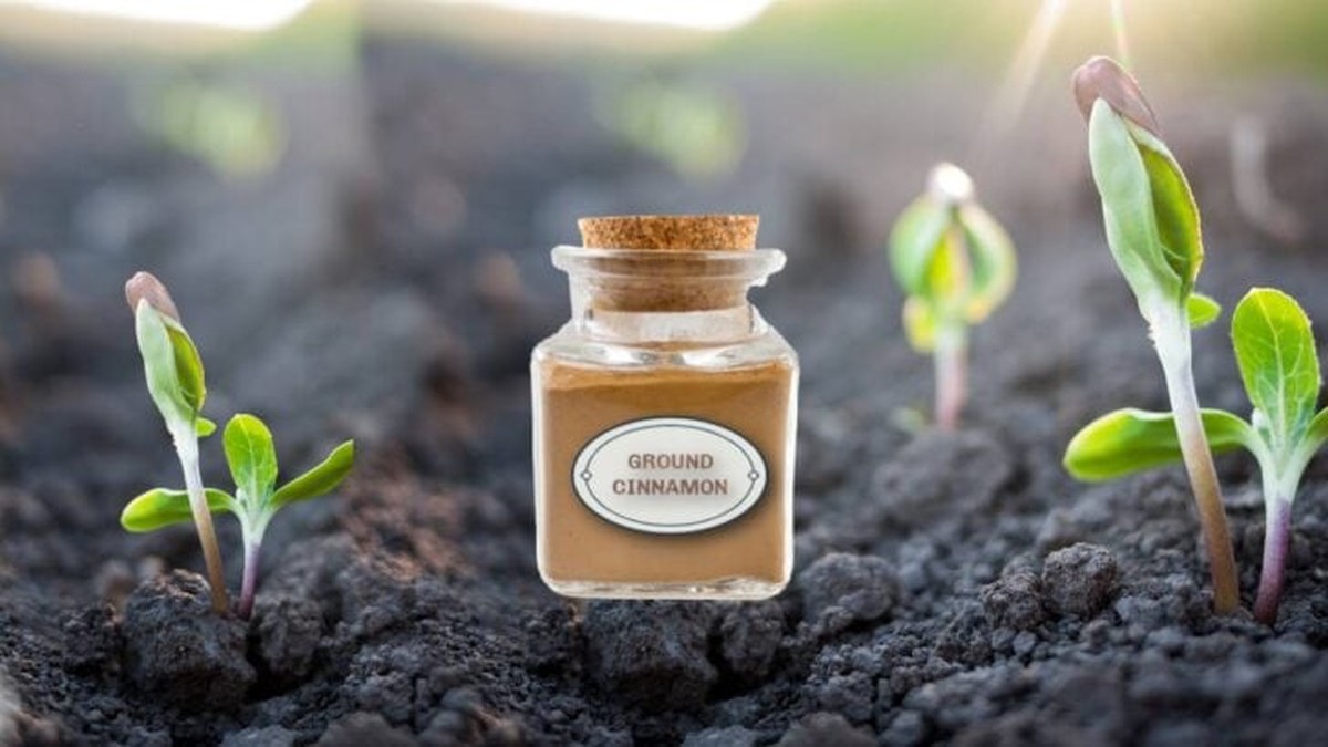 Skořice jako přírodní fungicid: starý babský trik, kterým pěstitelé živí země