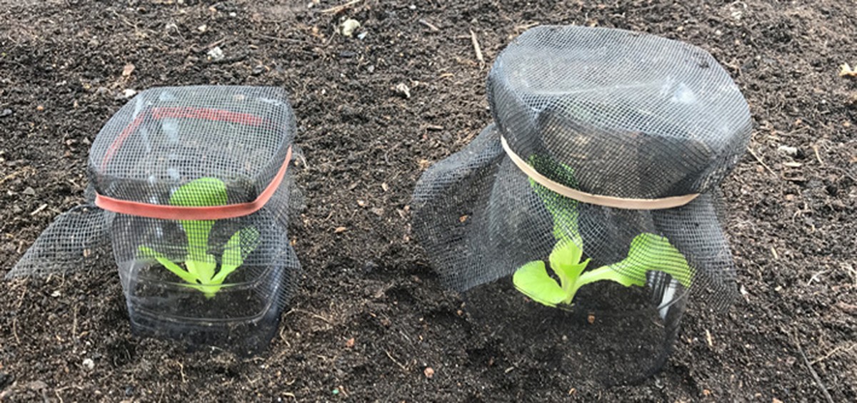 Skořice kolem sazenic: levný trik proti slimákům, který funguje týdny - image 2