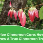 Skořice na listy rajčat zastaví molice během 48 hodin