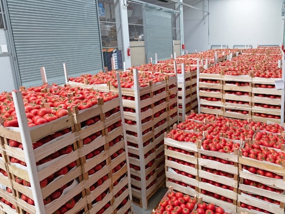 Skořice na rajčatech zabraňuje plísni: starý český trik, který funguje - image 2