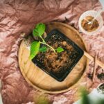 Skořice v půdě: starý selský trik na zdravější květiny