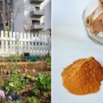 Skořicový prach na zemi: přírodní zbraň proti slimákům za pár korun