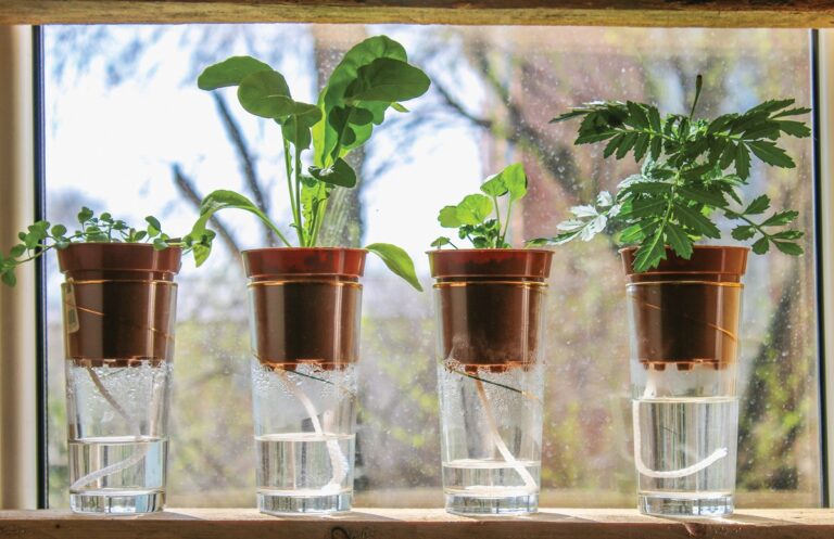 Špagety v květináči: český trik, který vám ušetří čas při zalévání