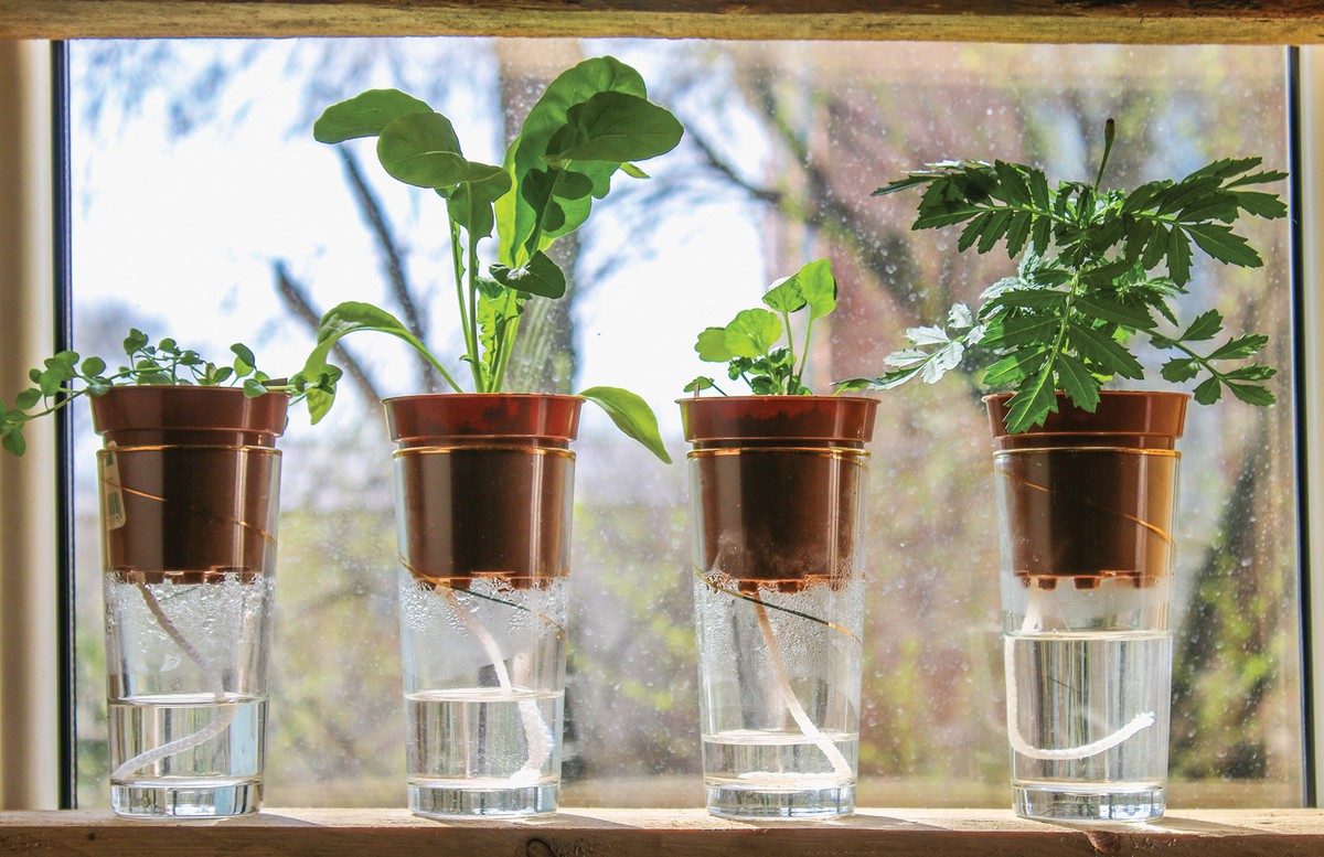 Špagety v květináči: český trik, který vám ušetří čas při zalévání