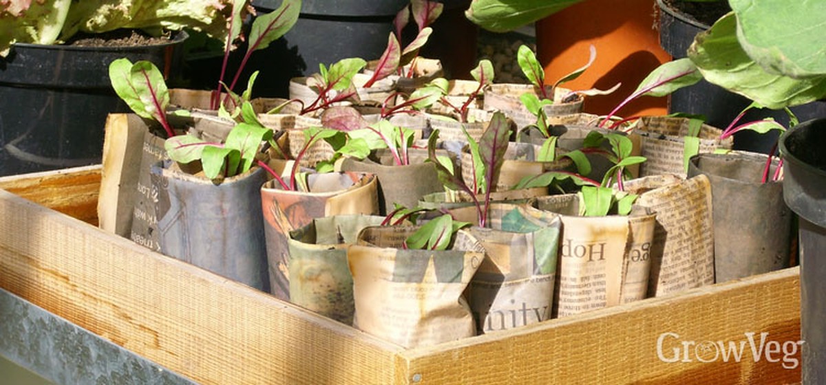 Staré noviny v květináčích: zakazují plísni a šetří vodu - image 1