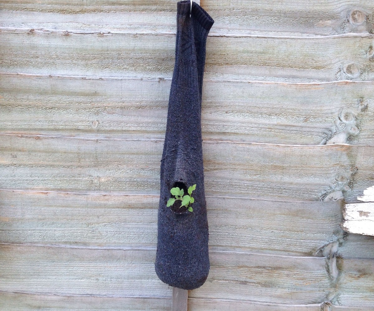 Staré ponožky plné papíru jako skvělý zásobník vody pro rostliny