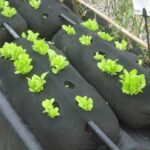 Staré punčochy jako podpěry? Zahradníci známé tuto triku už léta