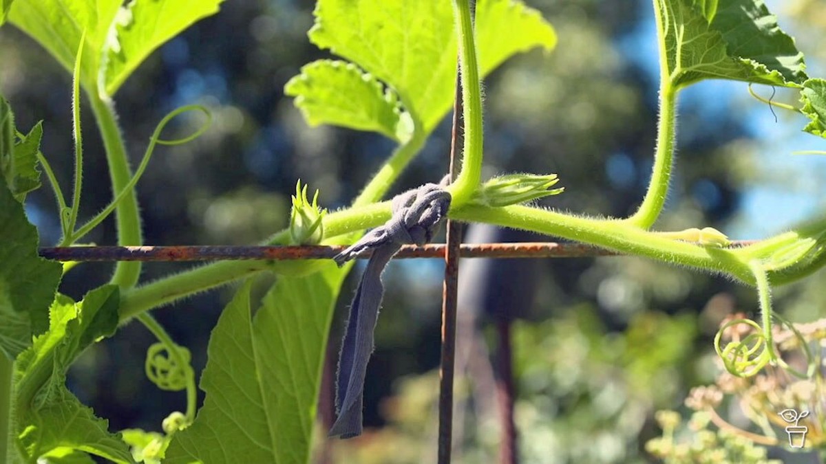 Staré punčochy jako podpěry? Zahradníci známé tuto triku už léta - image 2