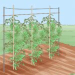 Staré punčochy na rajčata: Jak zahradníci šetří na opěrách