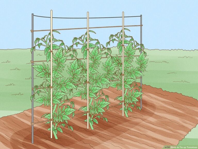 Staré punčochy na rajčata: Jak zahradníci šetří na opěrách