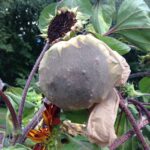 Staré punčochy plné písku na záhonu? Genialita, kterou používají profesionálové