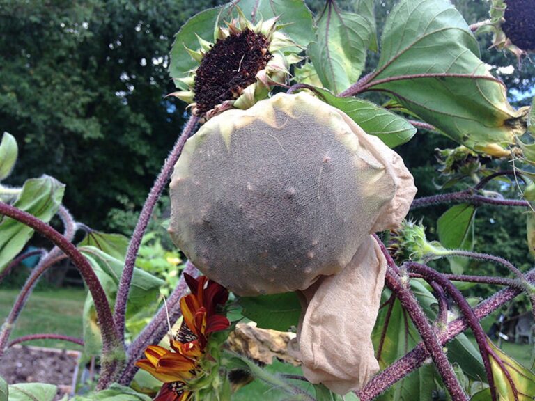 Staré punčochy plné písku na záhonu? Genialita, kterou používají profesionálové