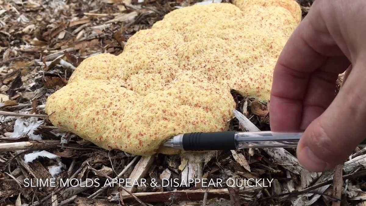 Starý autolak jako ochrana proti plísni v zahradě: chemie, která funguje - image 1