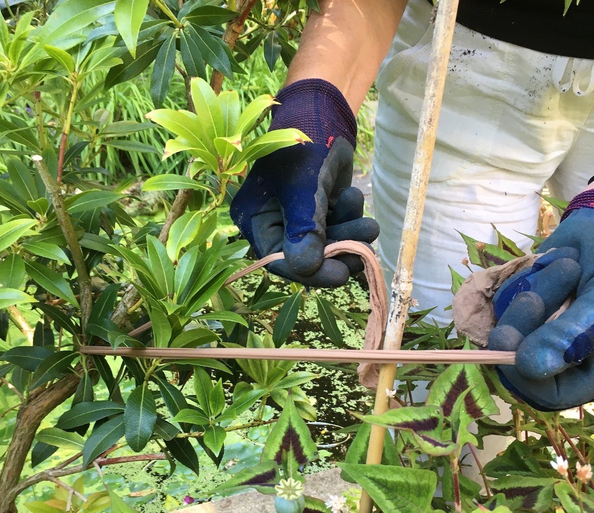 Starý punčoch do péče o rostliny: ten trik z babiččiny doby stojí za zlato - image 1