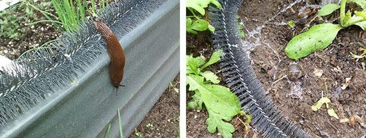 Sůl a ocel vytvořují kombinátor proti slimákům, který funguje lépe než past