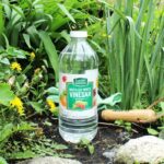 Sůl a ocet v zahradě: jediný prostředek, který si nemůžete dovolit ignorovat