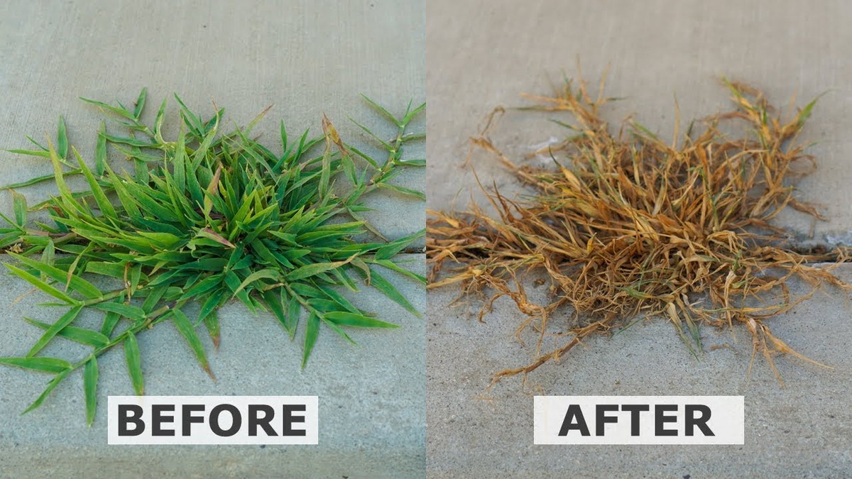 Sůl a ocet v zahradě: jediný prostředek, který si nemůžete dovolit ignorovat - image 2