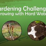 Tvrdá voda v zahradě? Ledek v konvi zvyšuje účinnost hnojiv o třetinu