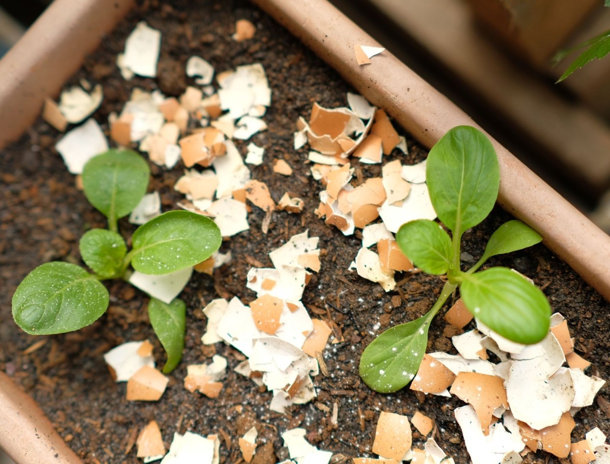 Vajíčková skořápka rozdrcená do půdy – půlí potřebu hnojiva - image 1