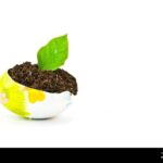 Vejce rozbitá do půdy: Proč to střídavě používají profesionální zahradníci