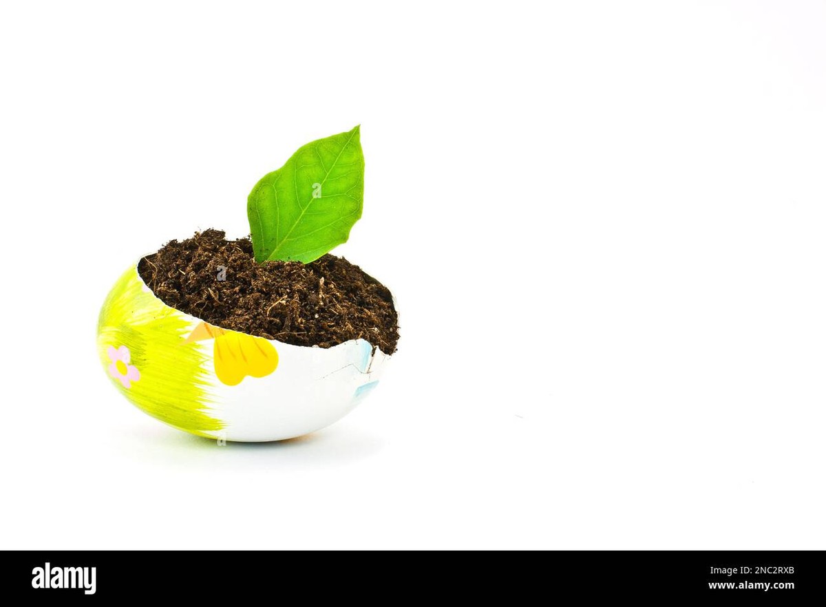 Vejce rozbitá do půdy: Proč to střídavě používají profesionální zahradníci