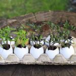 Vejce v zahradě nejsou jenom jídlo – co s ním dělají zkušení zahradníci