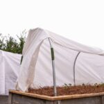 Využijte staré ponožky na semínka – nejlepší ochrana před mrazem za pár korun