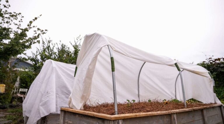 Využijte staré ponožky na semínka – nejlepší ochrana před mrazem za pár korun