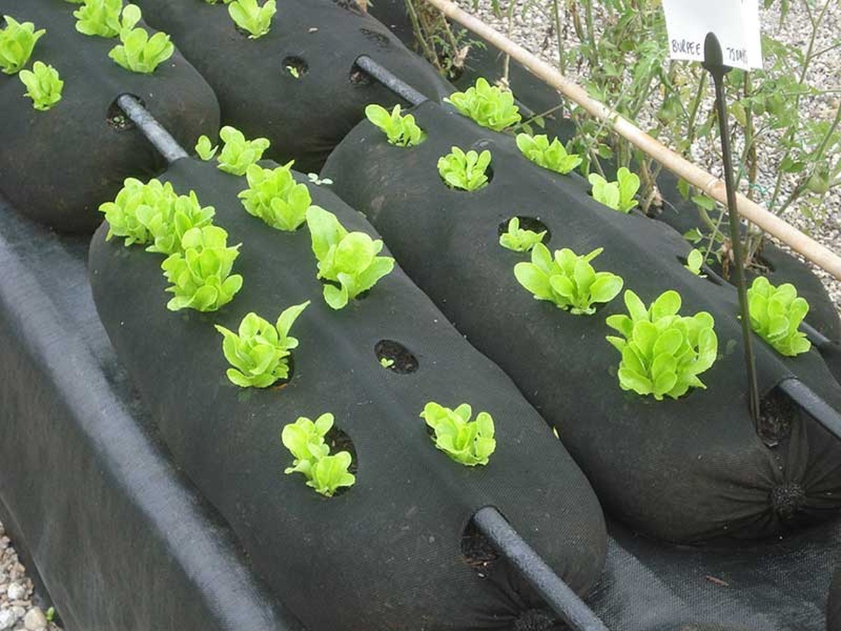 Využijte staré ponožky na semínka – nejlepší ochrana před mrazem za pár korun - image 1