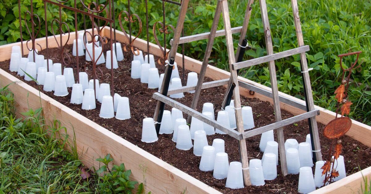 Využijte staré ponožky na semínka – nejlepší ochrana před mrazem za pár korun - image 2