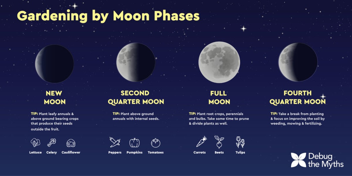 Zahradníci vám prozradí: kdy přesně zasazovat podle měsíce, ne kalendáře - image 2