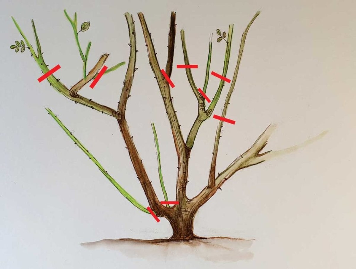 Zahradníci varují: Nikdy neřežte růže v tuto denní dobu