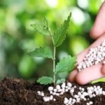 Zahradníci varují: nikdy nepoužívejte toto hnojivo v létě