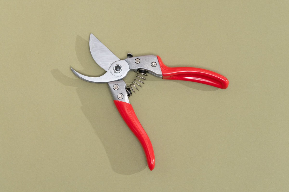 Zahradníci varují: nikdy neřežte cibuli nůžkami na březen - image 1