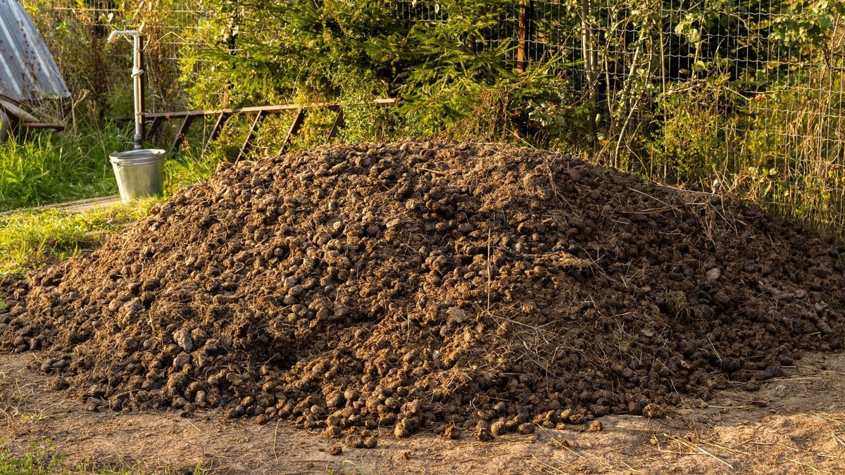 Zahradníci varují: nikdy nepoužívejte toto hnojivo v létě - image 1