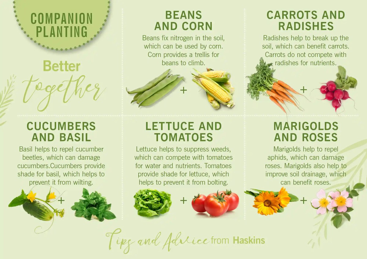 Zahradníci varují: nikdy nevysazujte tyto květiny vedle sebe - image 2