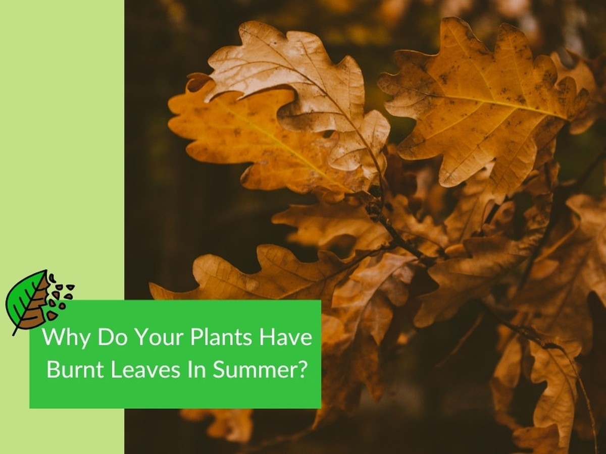 Zahradníci varují: nikdy nepoužívejte toto hnojivo v létě - image 2