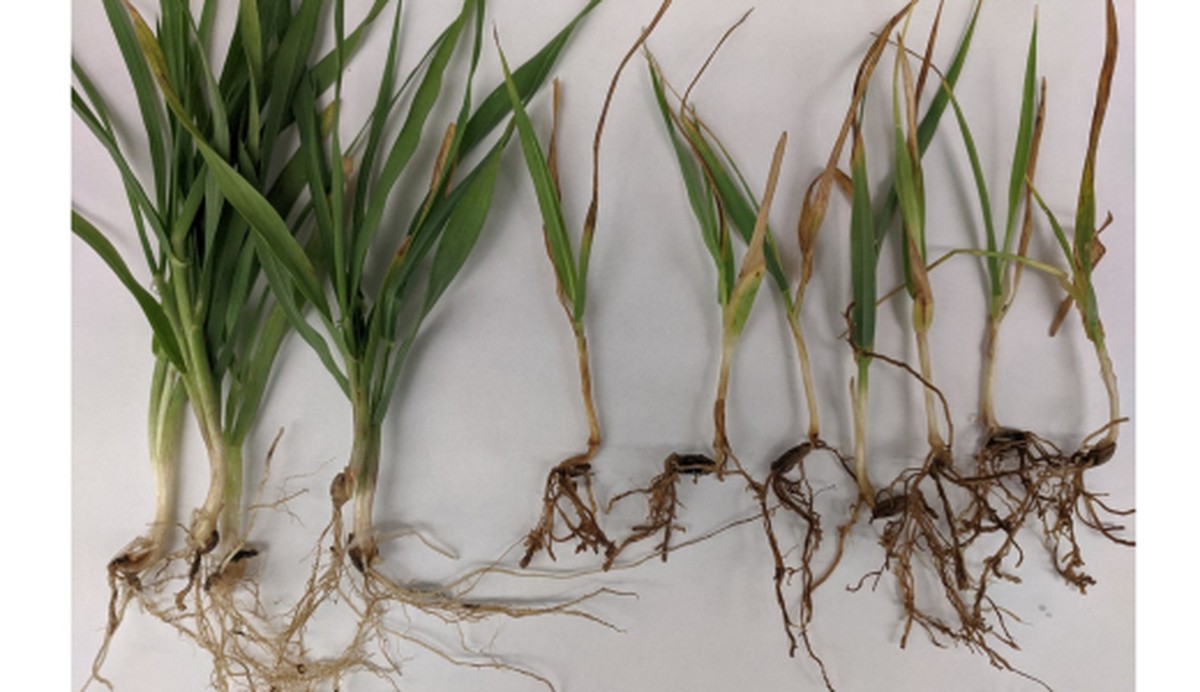 Zahradníci varují: nikdy nekombinujte tato dvě hnojiva. Může to zničit vaši půdu - image 2