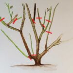 Zahradníci vás prosí: Nikdy neodstřihujte rozkvétající růže takto