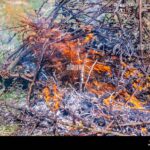 Zahradníci Vás prosí: nikdy nepalte tyto větve v ohni