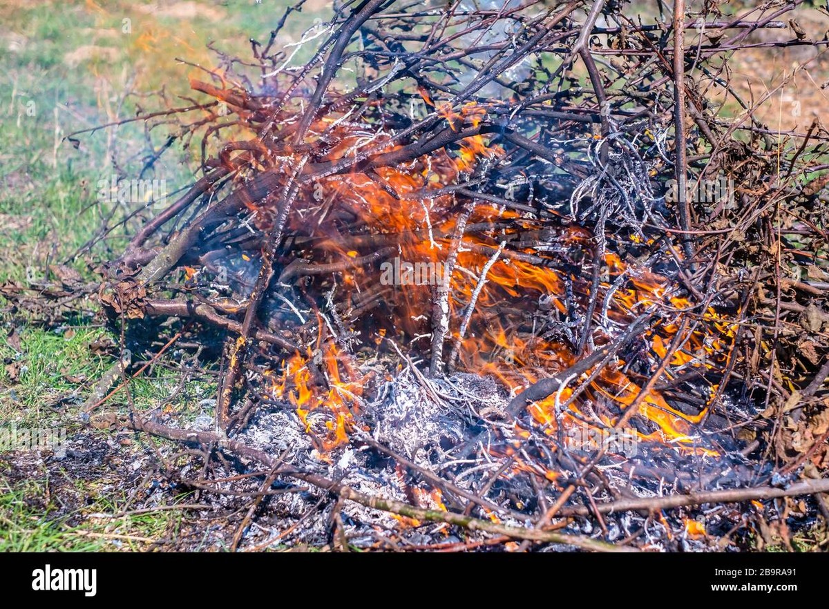 Zahradníci Vás prosí: nikdy nepalte tyto větve v ohni