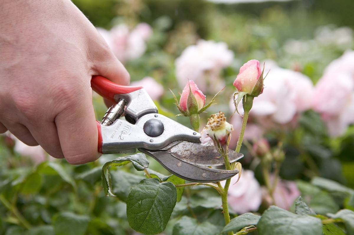 Zahradníci vás prosí: Nikdy neodstřihujte rozkvétající růže takto - image 1
