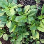 Zapomenutý jogurt v lednici? Použijte ho na listí – účinek vás překvapí