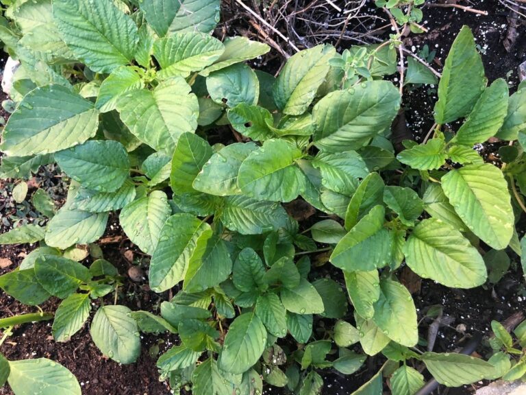 Zapomenutý jogurt v lednici? Použijte ho na listí – účinek vás překvapí