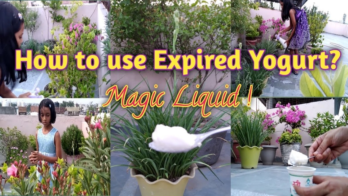 Zapomenutý jogurt v lednici? Použijte ho na listí – účinek vás překvapí - image 1