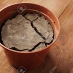 Zaschlá hlína v květináči? Jak ji vrátit do života pomocí obyčejného saponátu