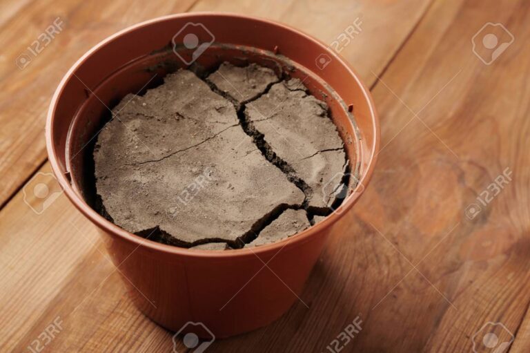 Zaschlá hlína v květináči? Jak ji vrátit do života pomocí obyčejného saponátu