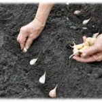 Zemědělci si drží v tajnosti: kdy opravdu sázet česnek