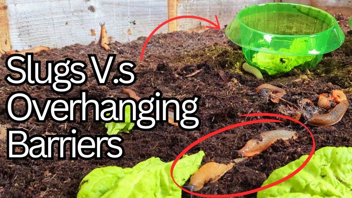 Zkroucená papírová páska kolem květináče: zázrak proti slimákům, který úplně ignorují